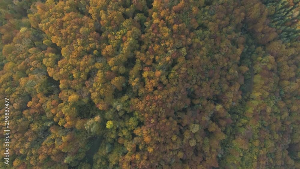 Flying over the autumn forest. Drone Shot 4K. Flying over the autumn forest. Drone Shot 4K.