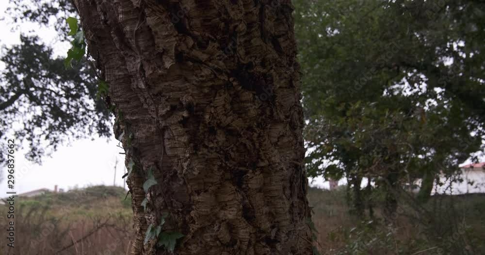 Cork oak tree with rough bark in Portugal. Close up, pan up. Cork oak tree with rough bark in Portugal. Close up, pan up.