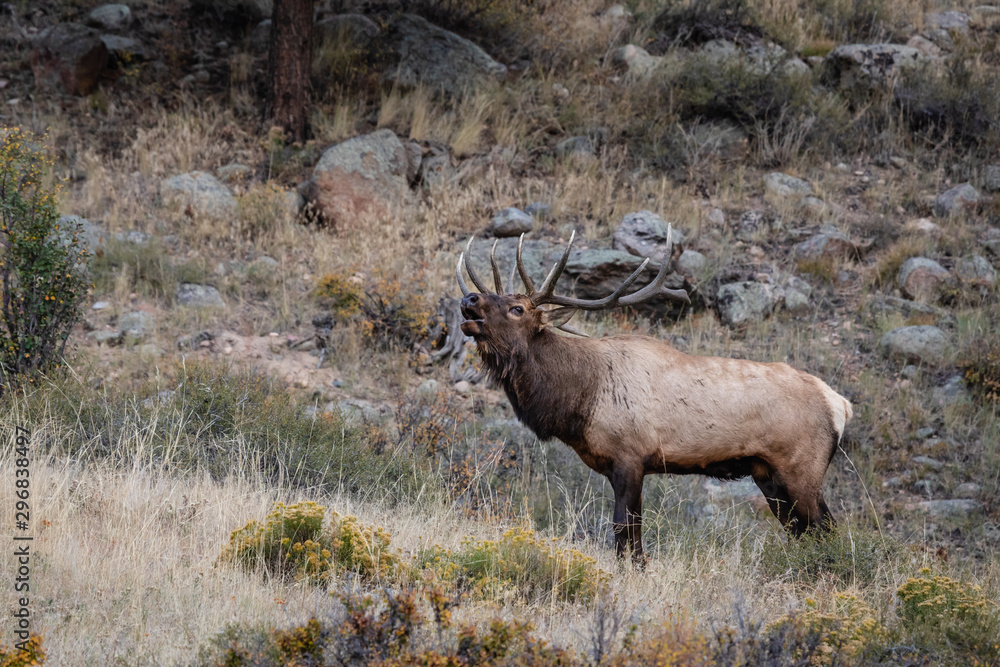 Fototapeta premium bull elk in Colorado