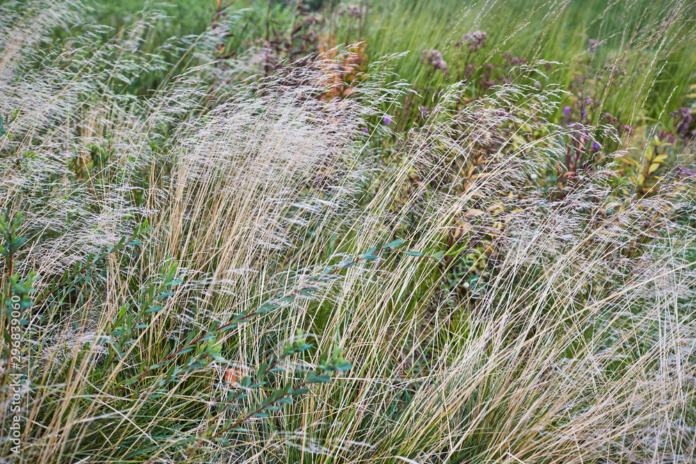 Scenic view of dry grass. Close-up, autumn background.