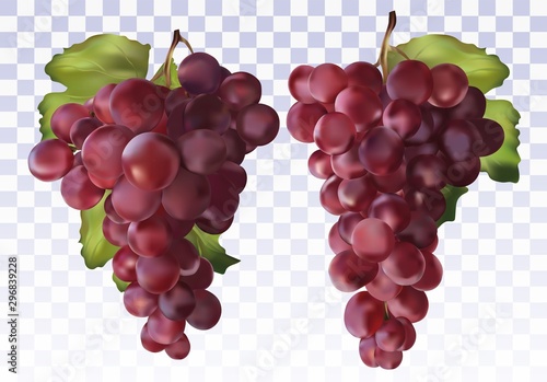 Icon set red grapes. Fresh red grapes on transparent background. Table grapes. 3D realistic grapes. Wine grapes. Vector illustration