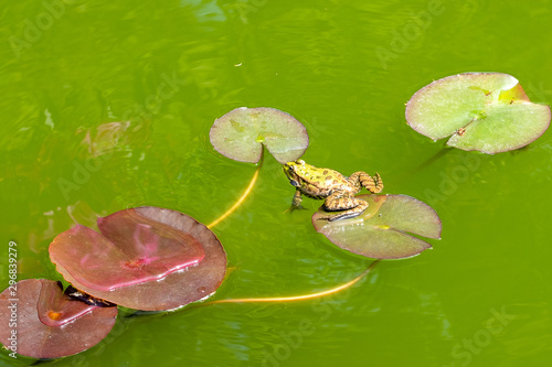 spotted frog sits on a Lily leaf in green water