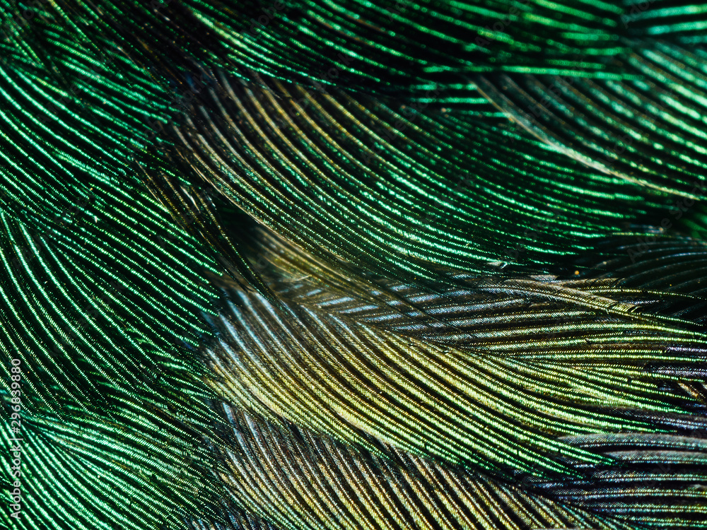 Obraz premium Hummingbird Feathers Close Up