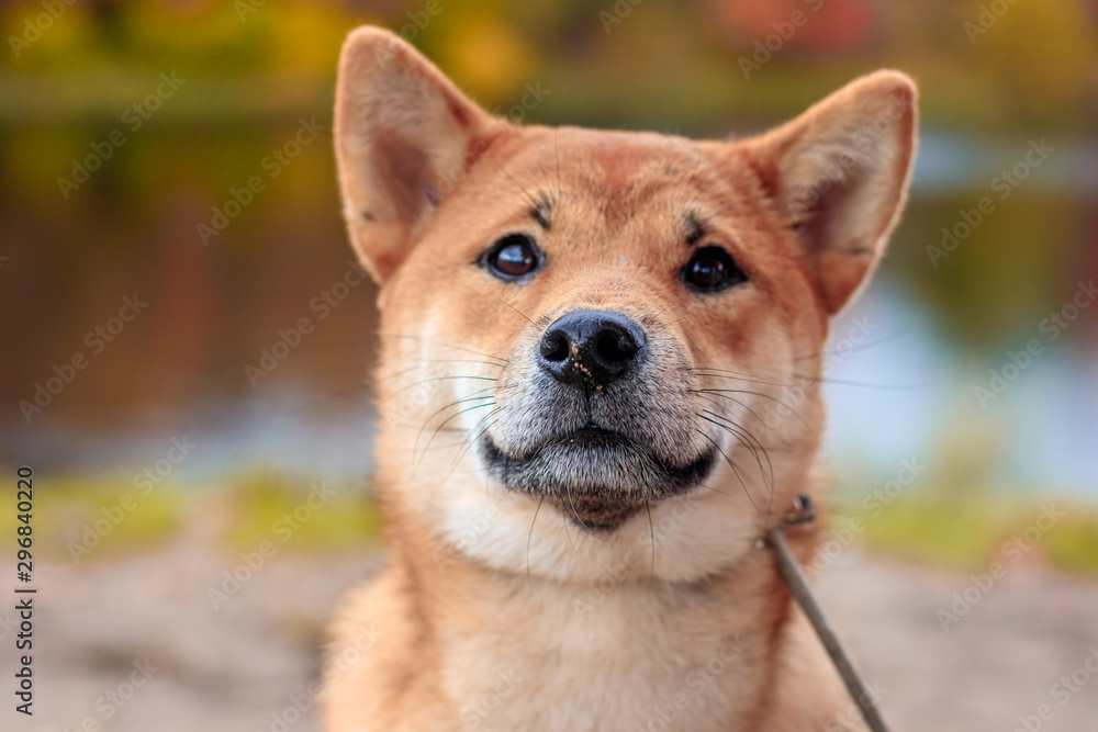 Shiba dog on a walk in the autumn park. Beautiful fluffy dog. .