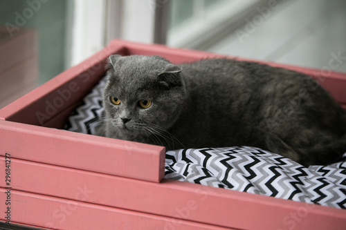 Relaxed domestic cat at home photo