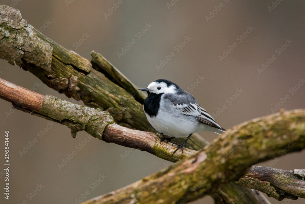 Fototapeta premium White wagtail (Motacilla alba)