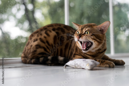 Relaxed domestic cat at home photo