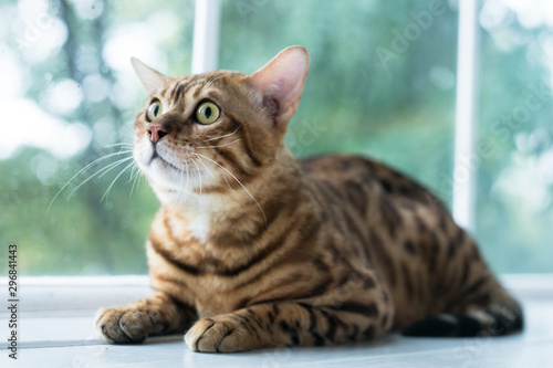 Relaxed domestic cat at home photo