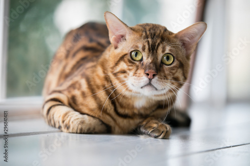 Wallpaper Mural Relaxed domestic cat at home Torontodigital.ca