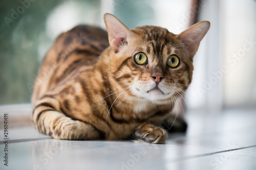 Relaxed domestic cat at home