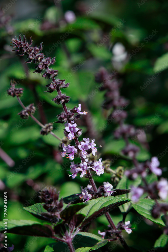 Strauchbasilikum (Ocimum kilimandscharicum x basilicum) Strauchbasilikum (Ocimum kilimandscharicum x basilicum)