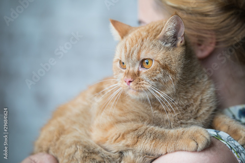 Relaxed domestic cat at home