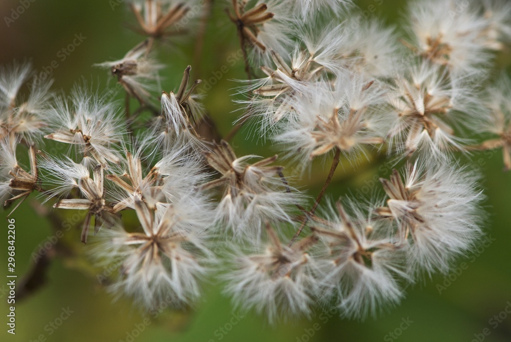 fluffs on green blurred background fluffs on green blurred background