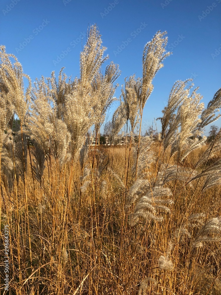 Fototapeta premium Silberährengras im Herbst