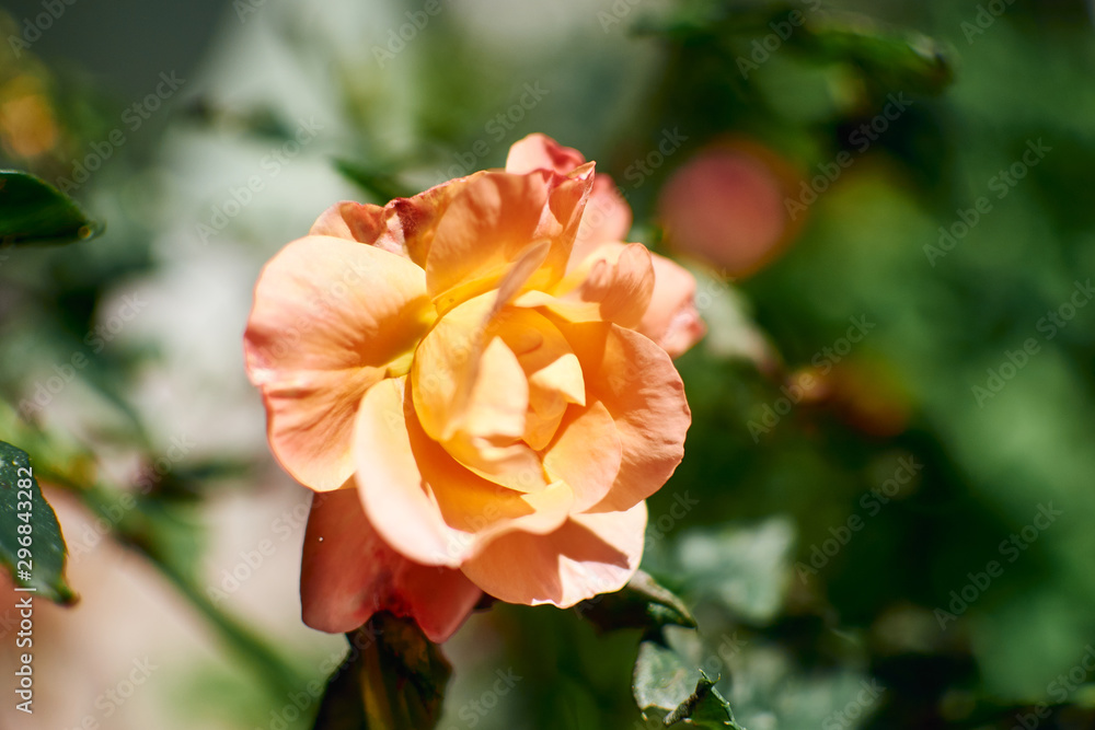 Orange garden roses with green background Orange garden roses with green background
