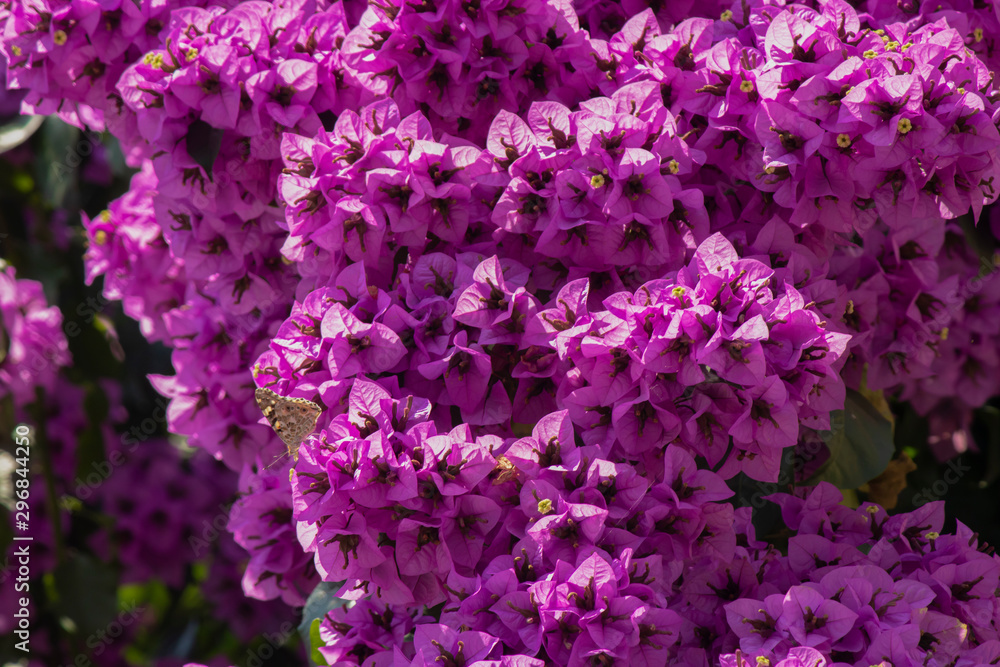 Close-up of Bougainvillea plant. Purple. It was pulled through the street. Close-up of Bougainvillea plant. Purple. It was pulled through the street.