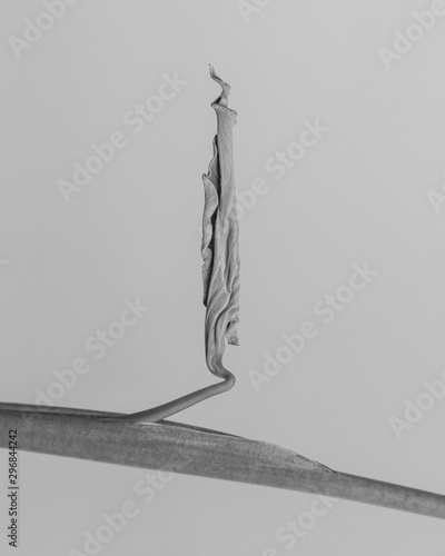 View of budding leaf