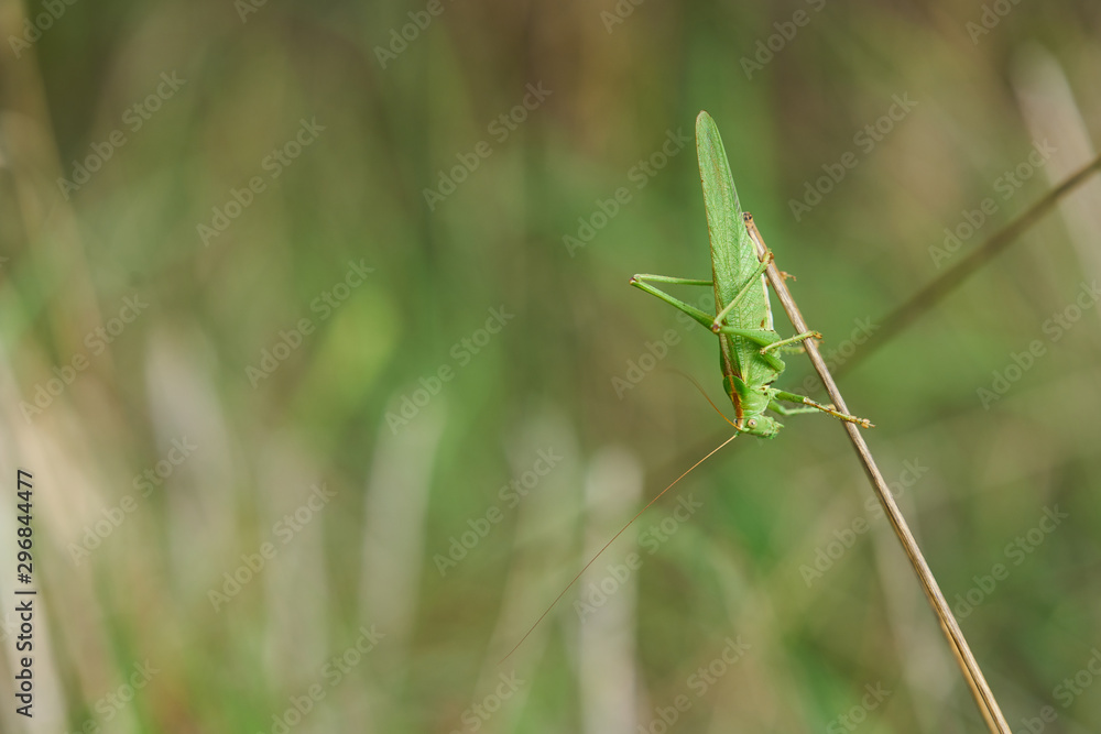 Grasshopper on green grass Grasshopper on green grass