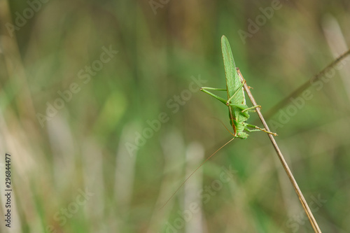 Grasshopper on green grass