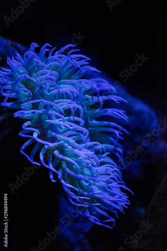 Bright blue coral underwater