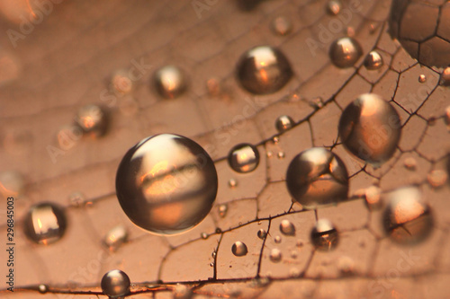 Close up view of dragonfly wing