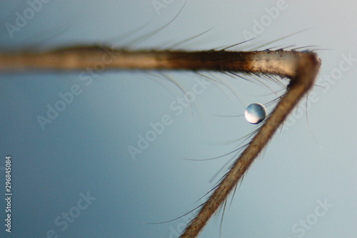 Selective focus of water droplet on spider