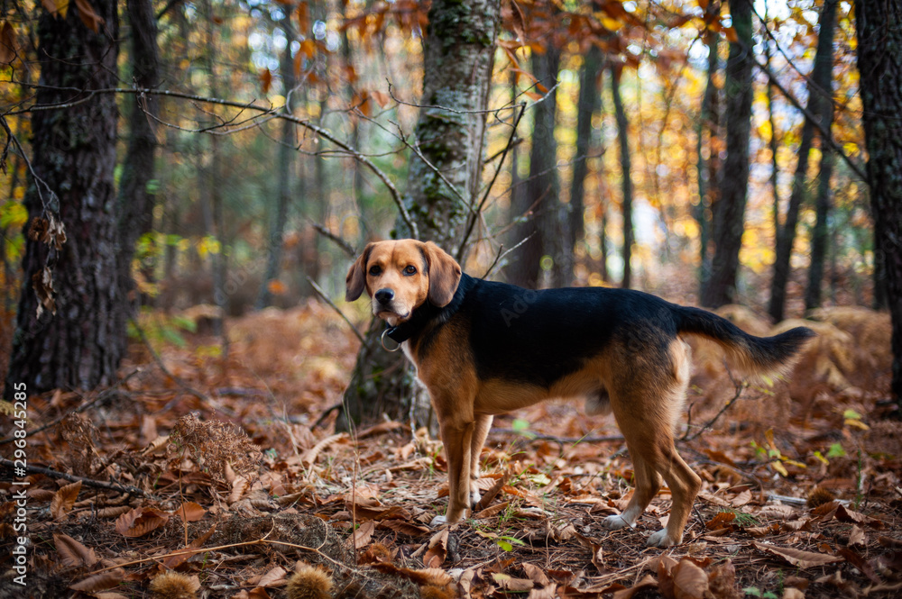 Dog in forest in Autumn
