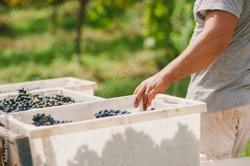 Midsection of man harvesting red grapes in vineyard, Portugal