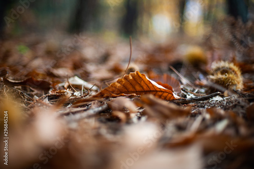 Close up of dried leaves in Autumn