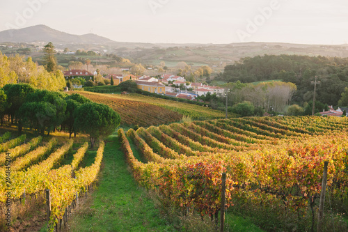 Vineyard with village and hills in distance, Portugal