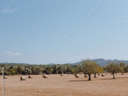 Haystacks placed in field