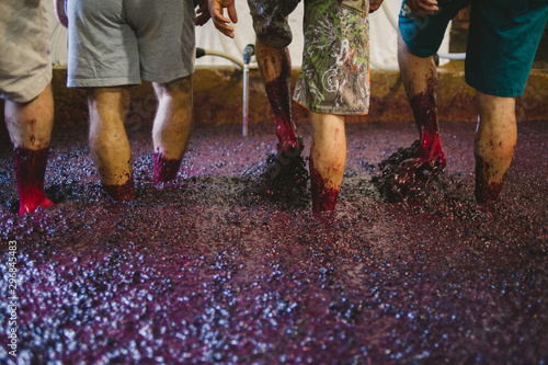 Men crushing red grapes with feet, Portugal