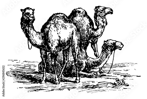Camels vintage illustration.