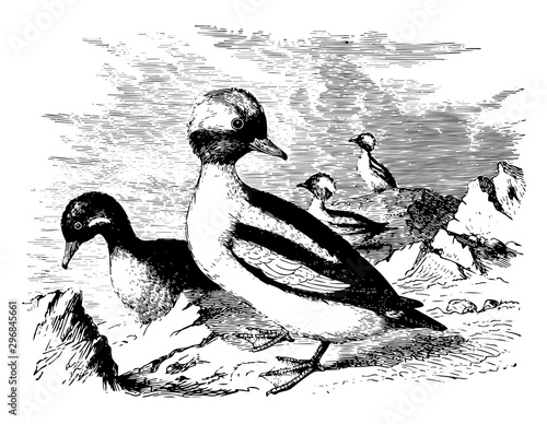 Buffleheads vintage illustration. photo