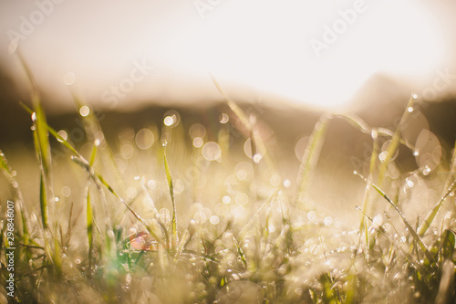 Close up of grass with dew drops in sunlight