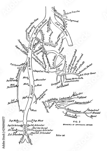 Branches of the Aorta vintage illustration.