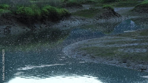 Oka's marshes, Axpe, Urdaibai Biosphere Reserve, Bizkaia, Basque Country, Spain, Europe photo