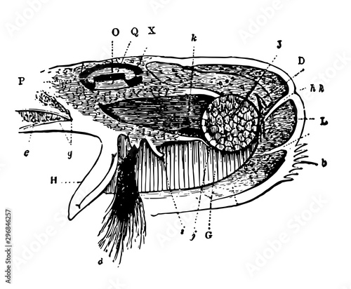 Byssus mantle and oviduct of the Mytilus vintage illustration.