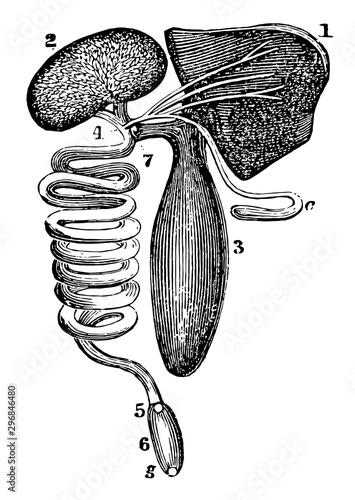 The Alimentary Canal of the Swordfish vintage illustration.