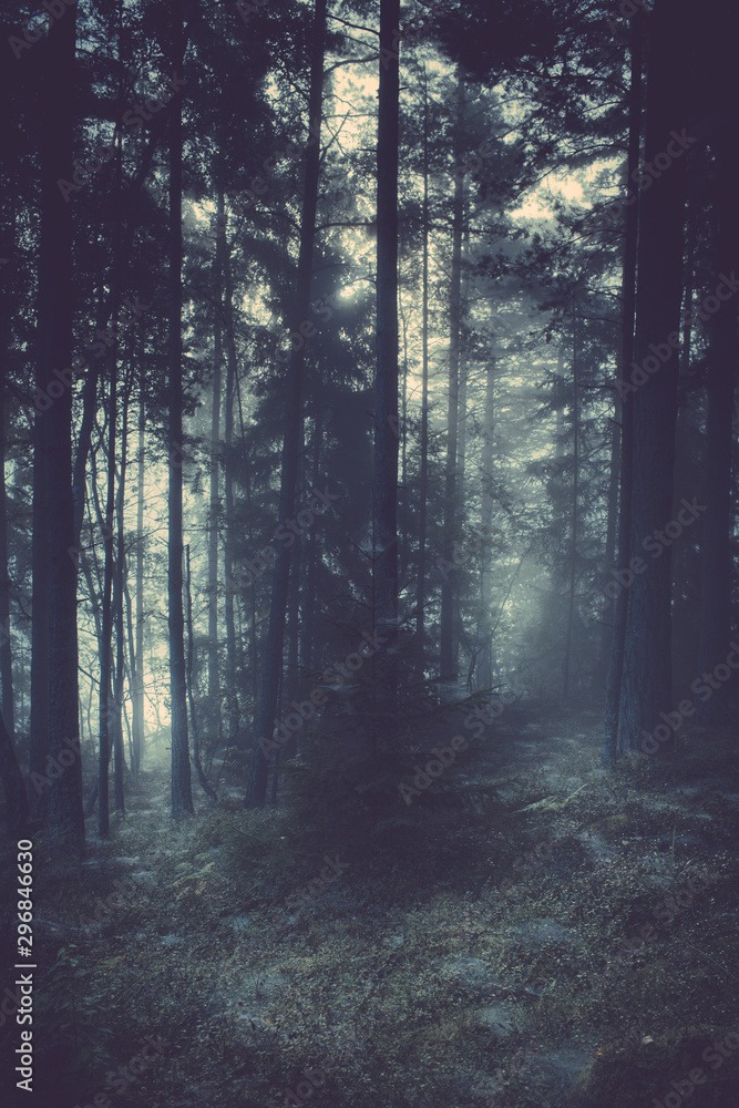 Forest covered with fog Forest covered with fog