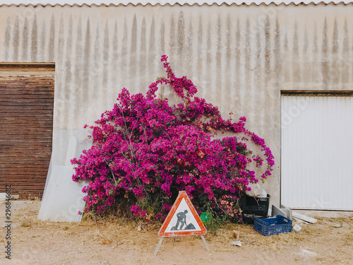 Blooming bougainvillea among garbage and construction sign