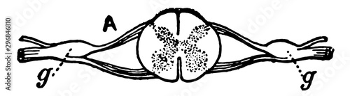 Nerve Ganglia (Spinal), vintage illustration
