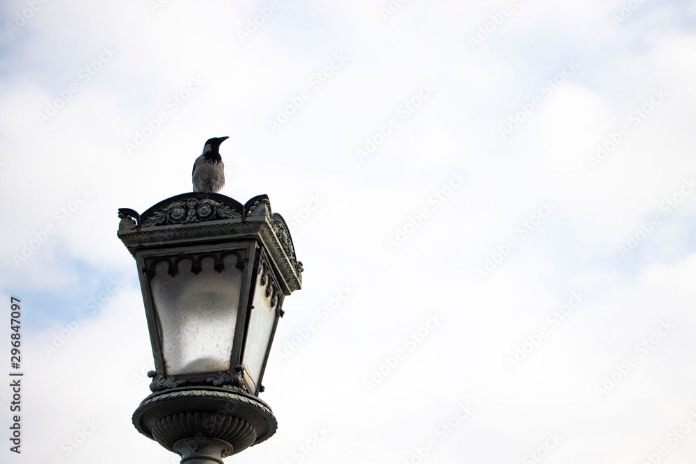 Bird on a lamp