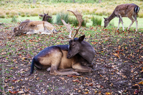 Fototapeta Naklejka Na Ścianę i Meble -  Ansicht eines Damhirsches inmitten seines Rudels, lateinisch Dama dama