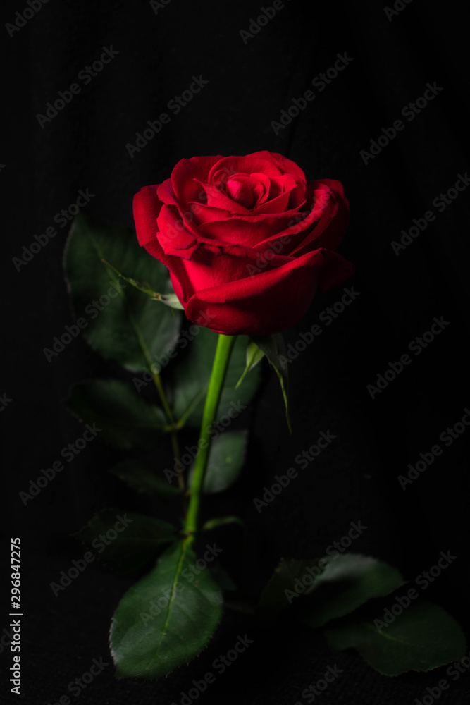 Naklejka premium red rose flower on black background