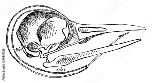 The Skull of a Woodpecker vintage illustration.