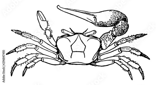 Fiddler crab vintage illustration.
