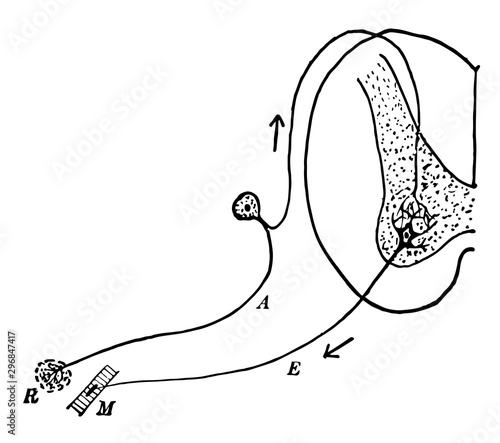 Reflex Arc vintage illustration.
