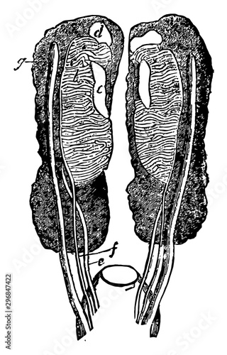 Female Uro genital Organ vintage illustration.