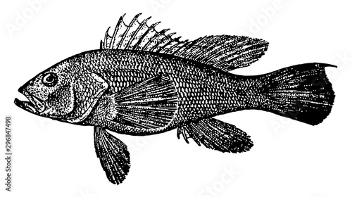 Black Sea Bass vintage illustration.
